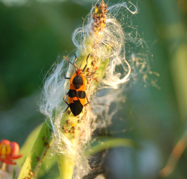 Assassin Bug