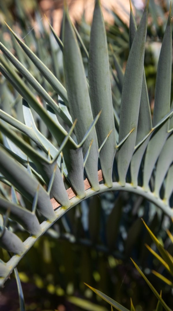 Cycad Collection Garden