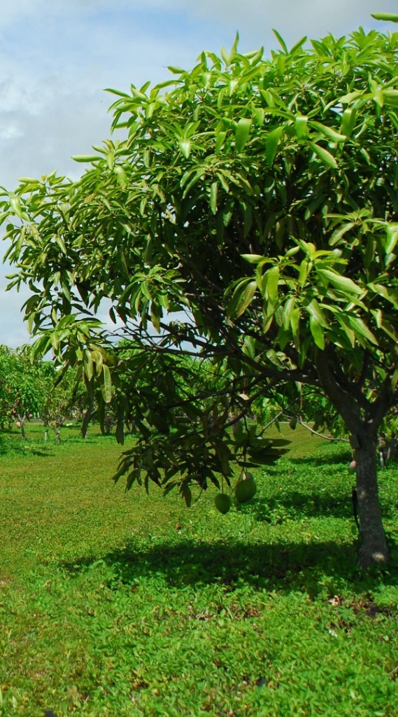 Mango trees at Fairchild Farm
