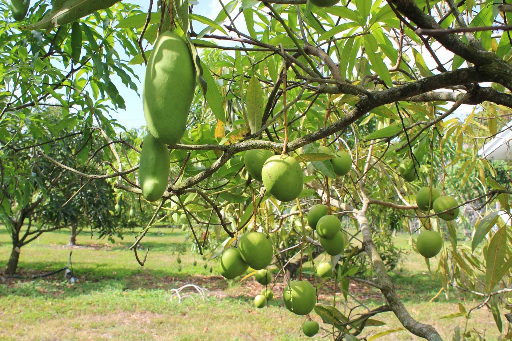 The Fairchild Farm