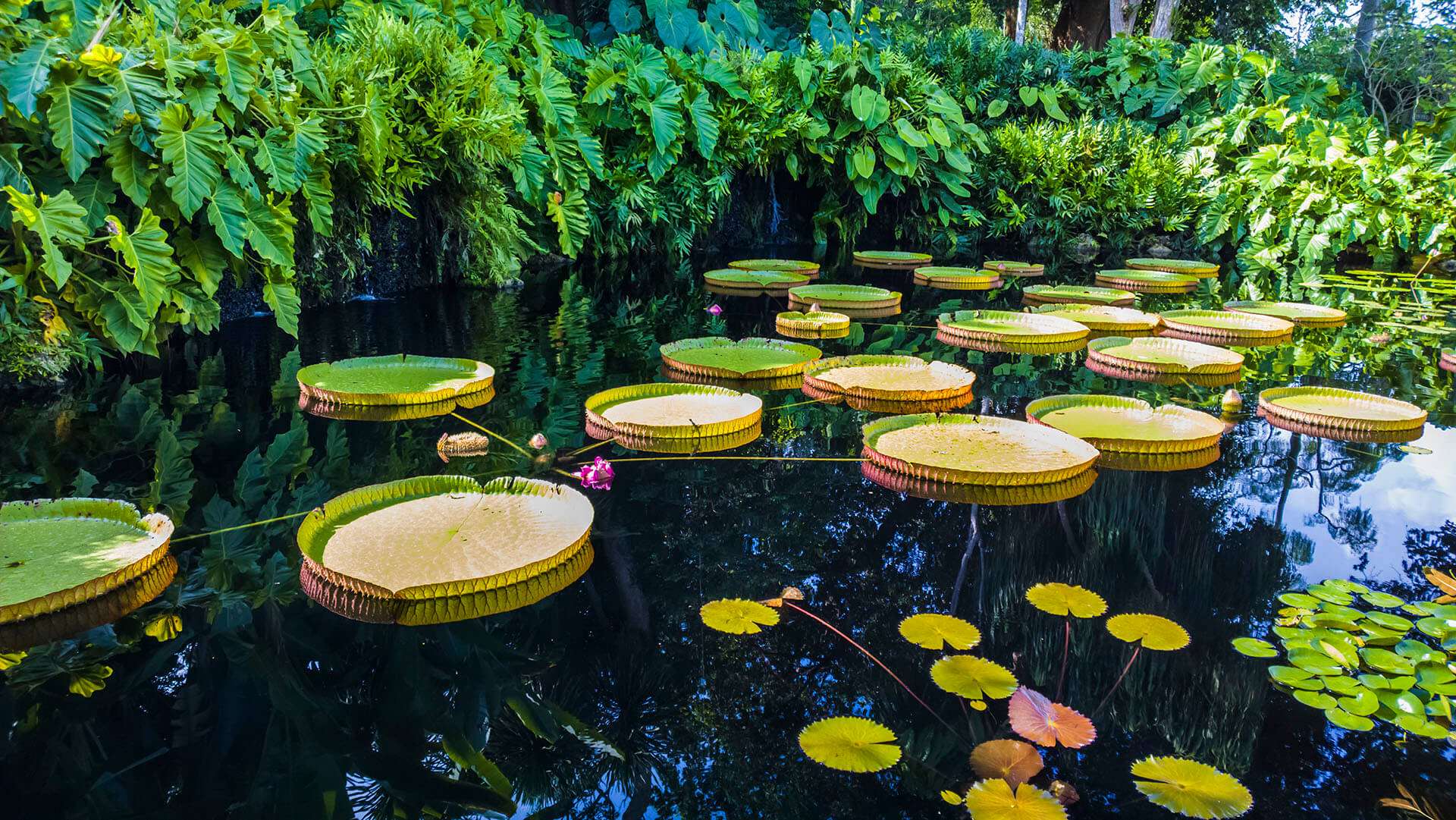 Arboretum, Vine Pergola and Geiger Tropical Flower Garden - Fairchild