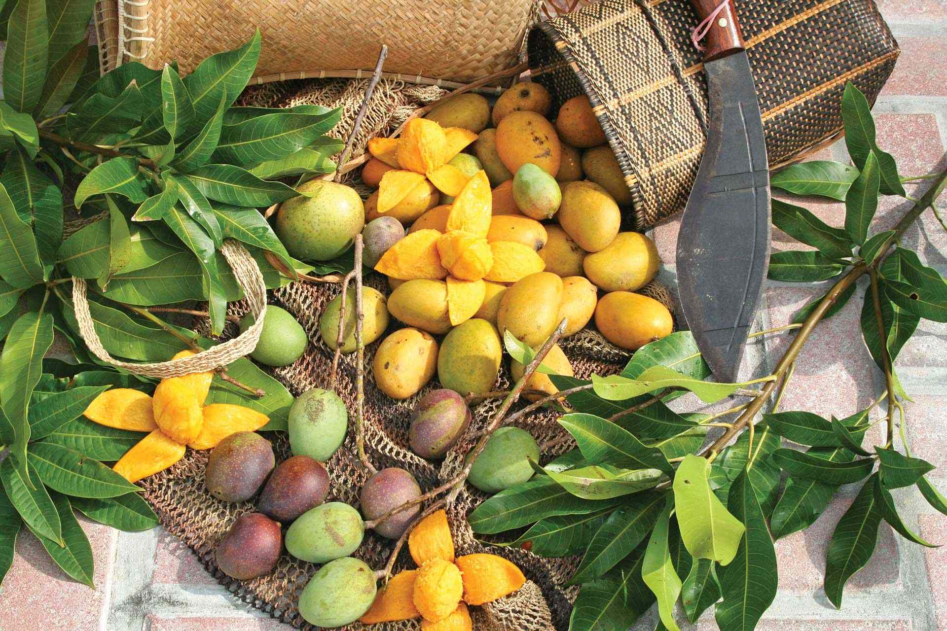 Wild mangos harvested at the Fairchild Farm