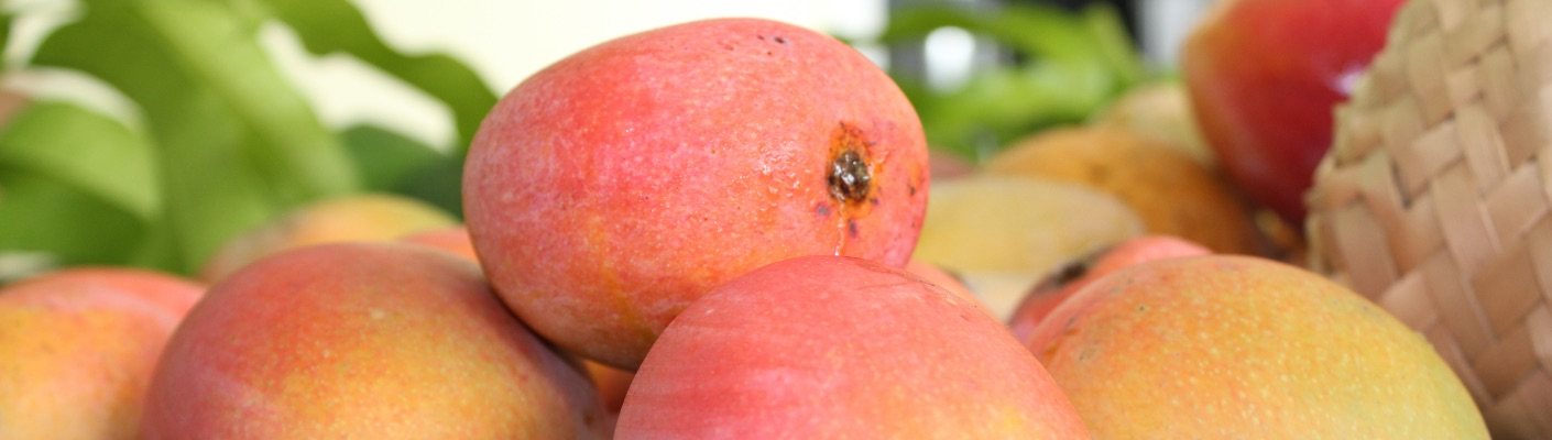 MANGO - Tropical fruit Florida