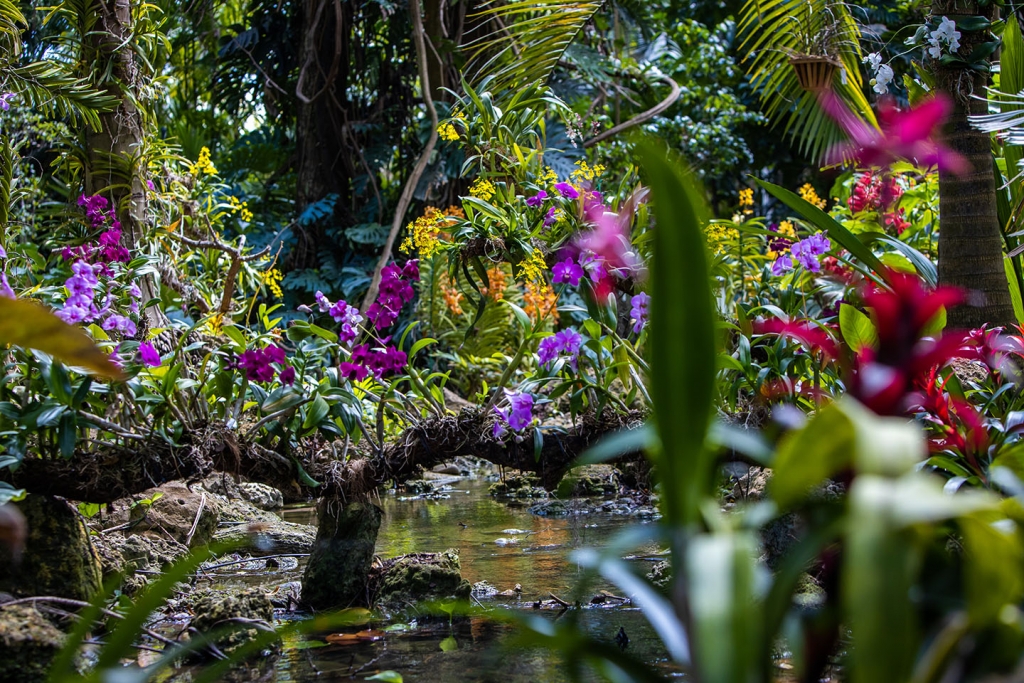 Orchid Garden - Fairchild Tropical Botanic Garden