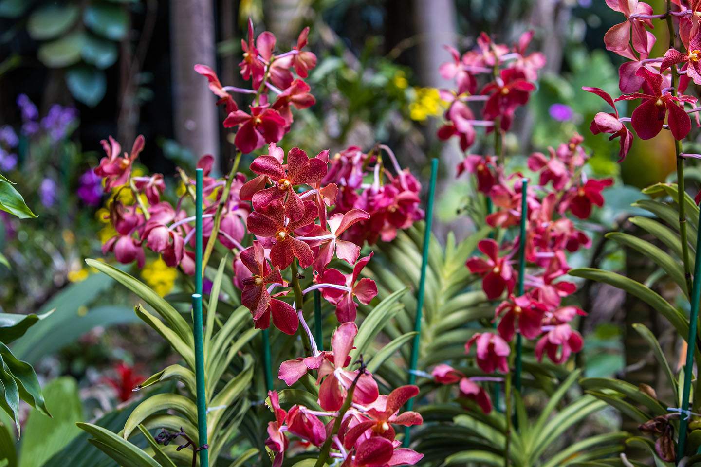 Orchid Garden Miami The Premier Orchid Event in Miami