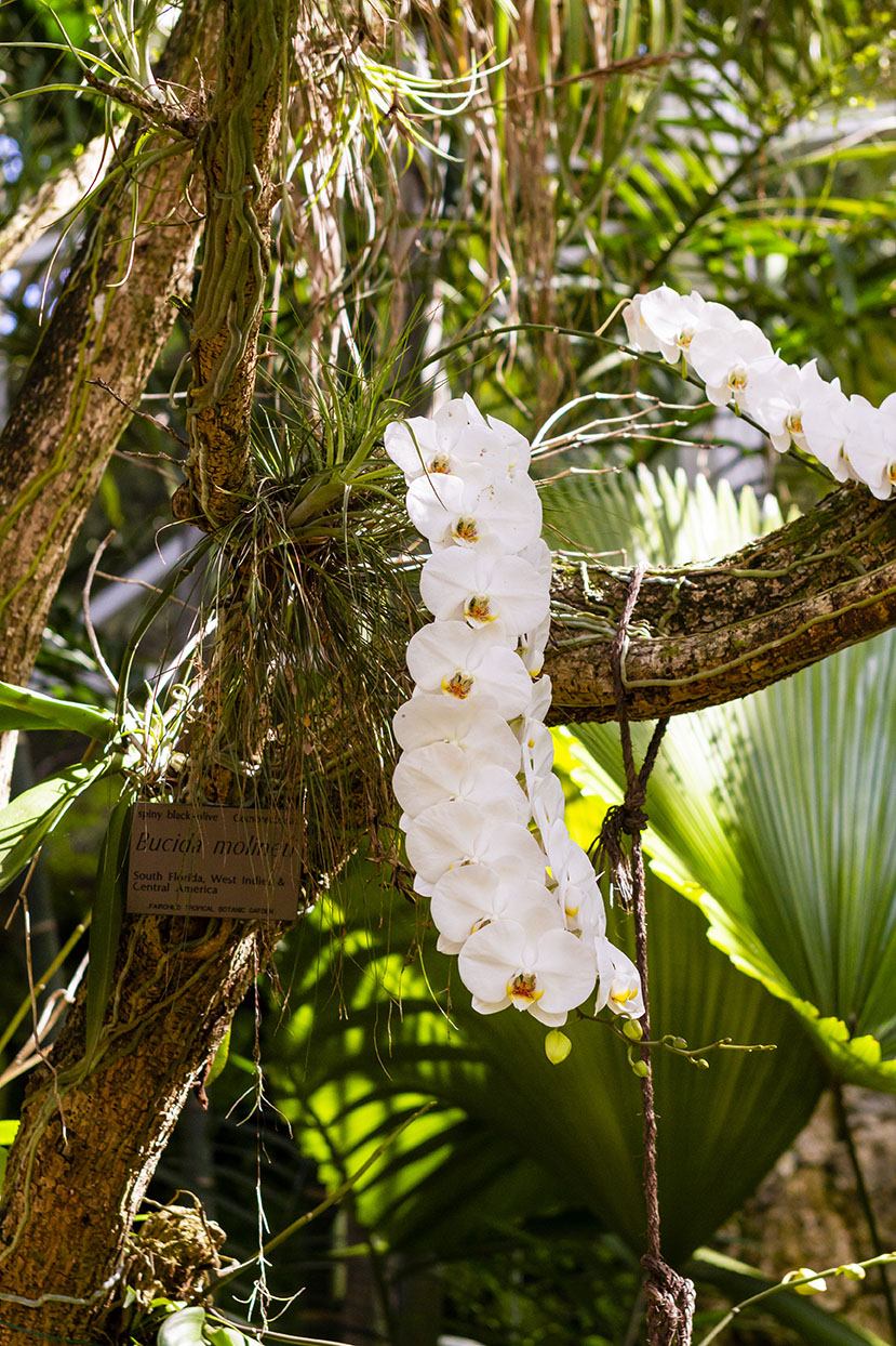 Orchid Garden Miami The Premier Orchid Event in Miami