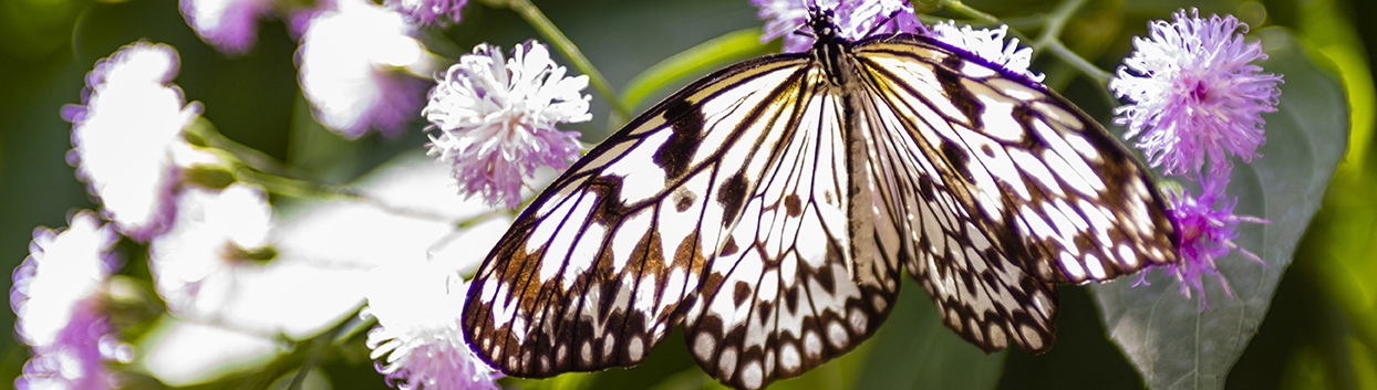 Butterfly Garden Miami: The Clinton Family Conservatory