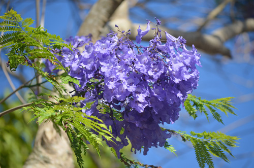 May - Fairchild Tropical Botanic Garden