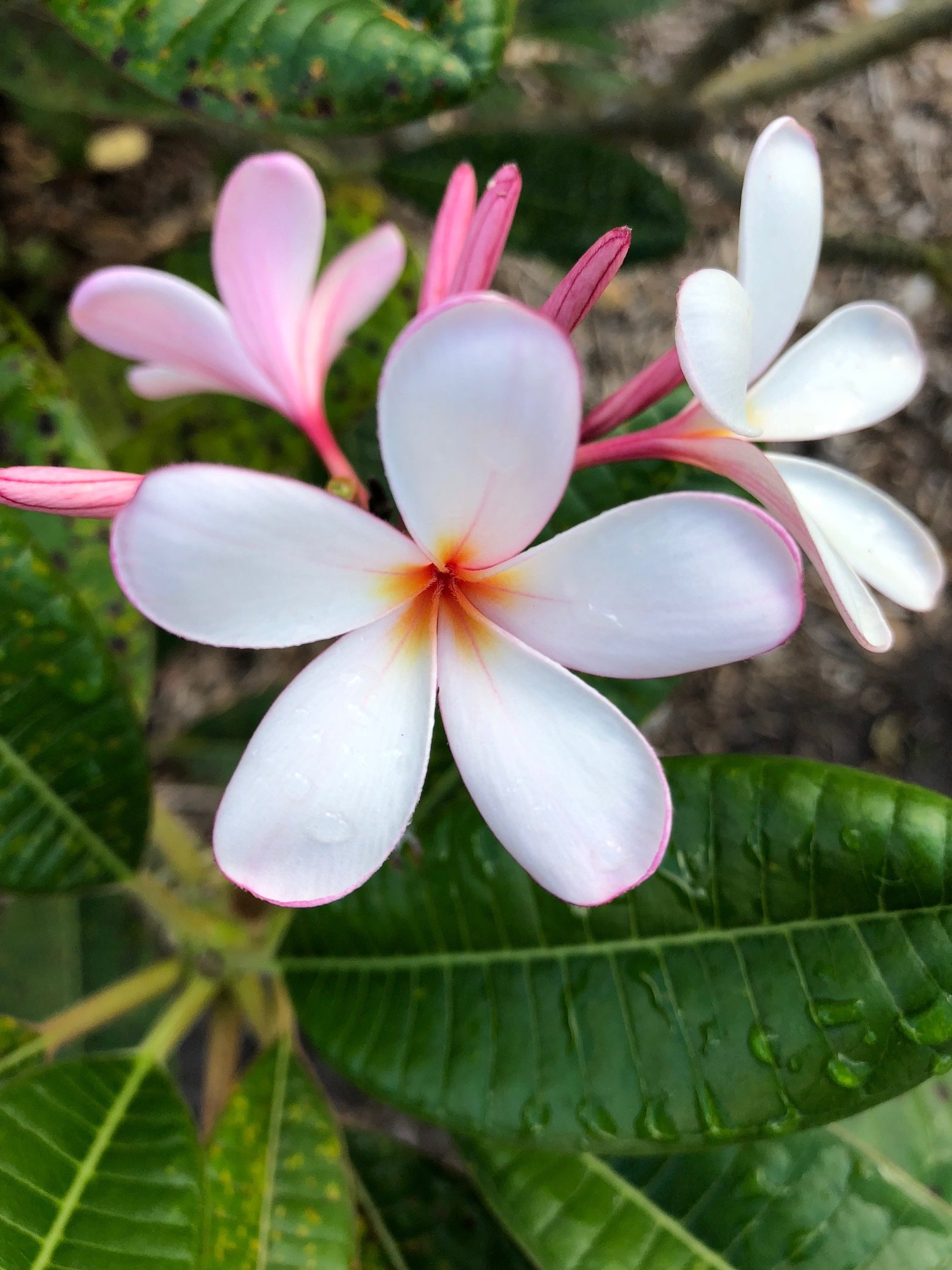 October - Fairchild Tropical Botanic Garden