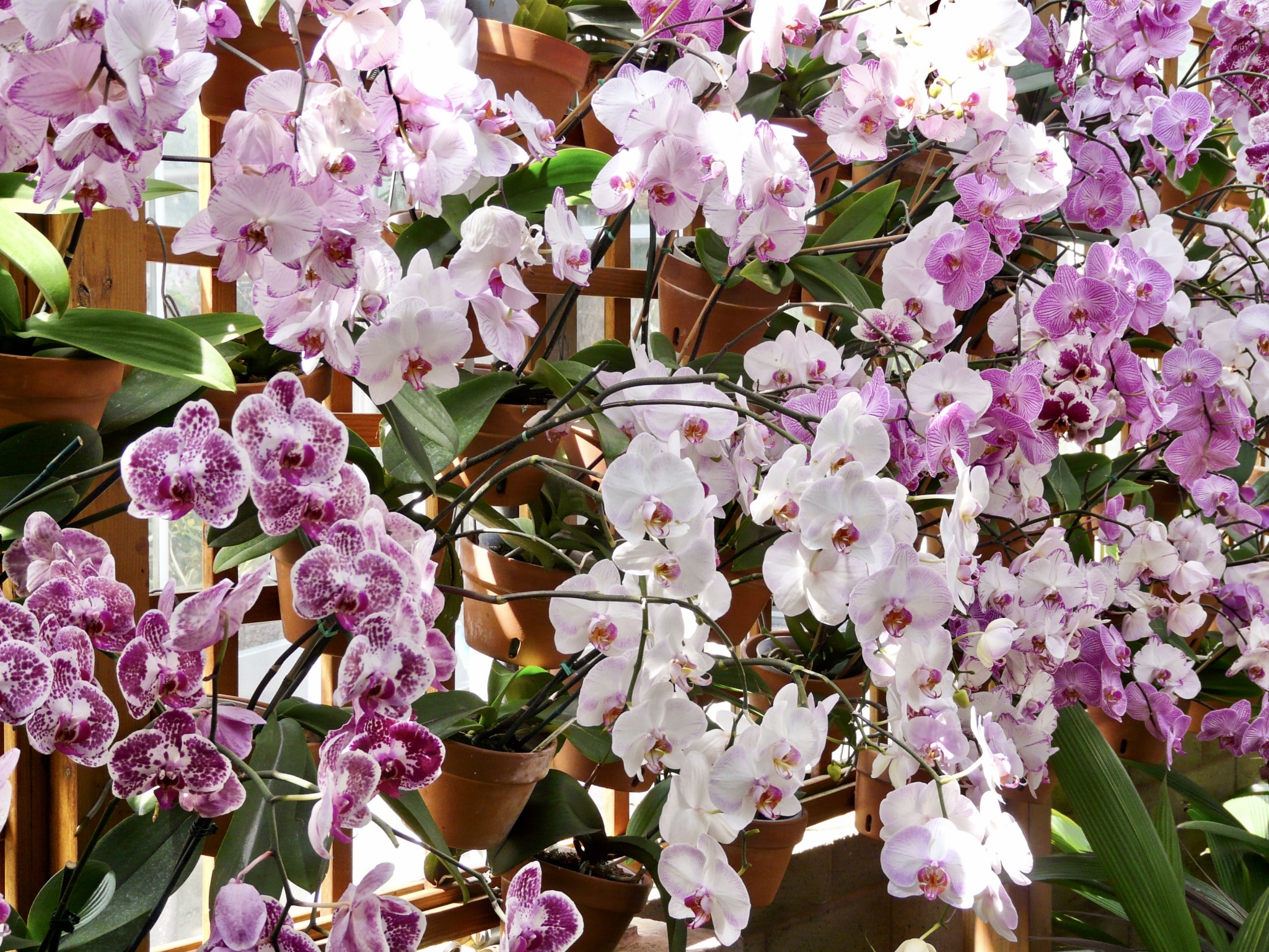 Orchids Miami Buying, Growing and Caring for Orchids in Florida