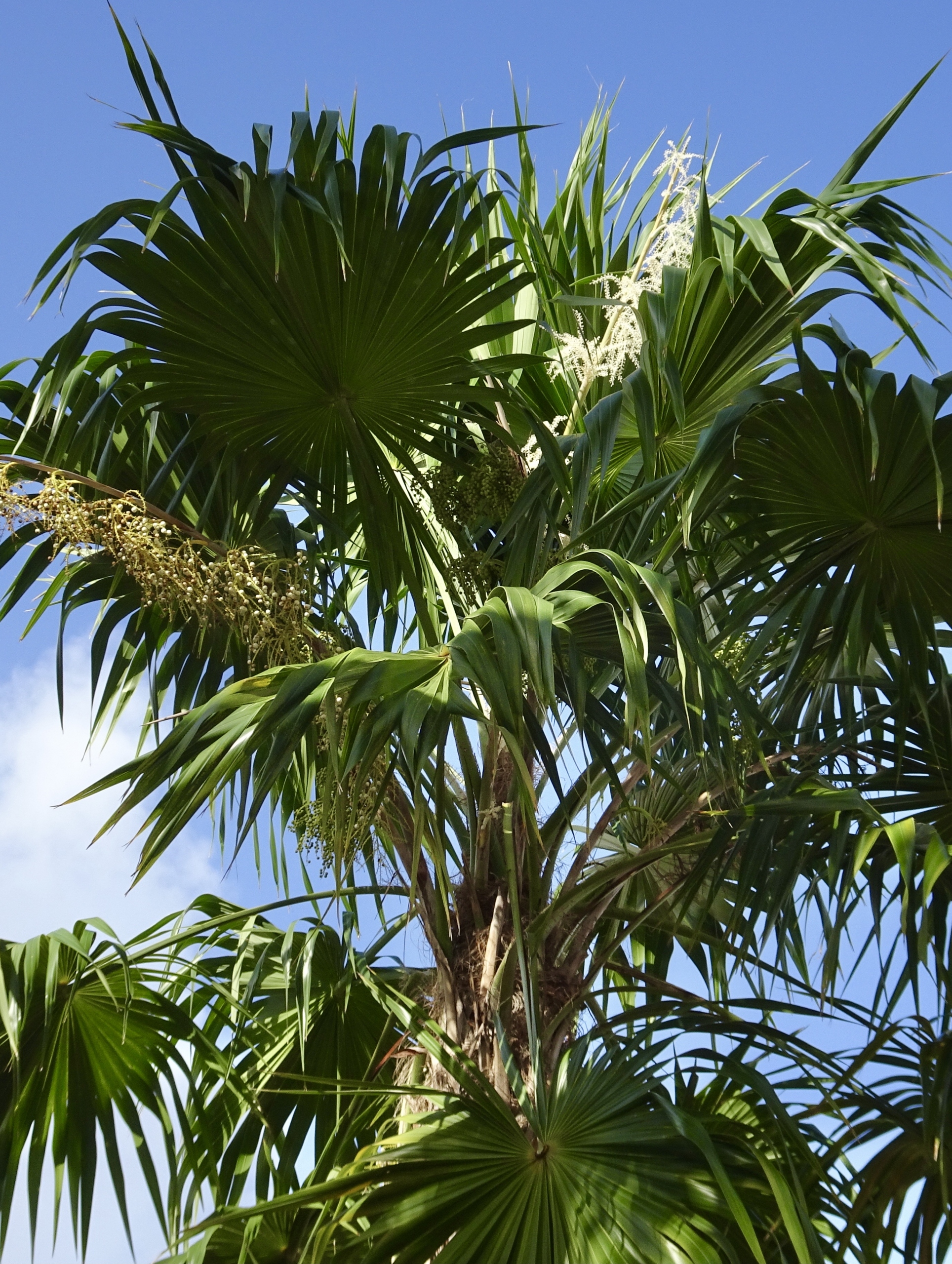 Florida thatch palm