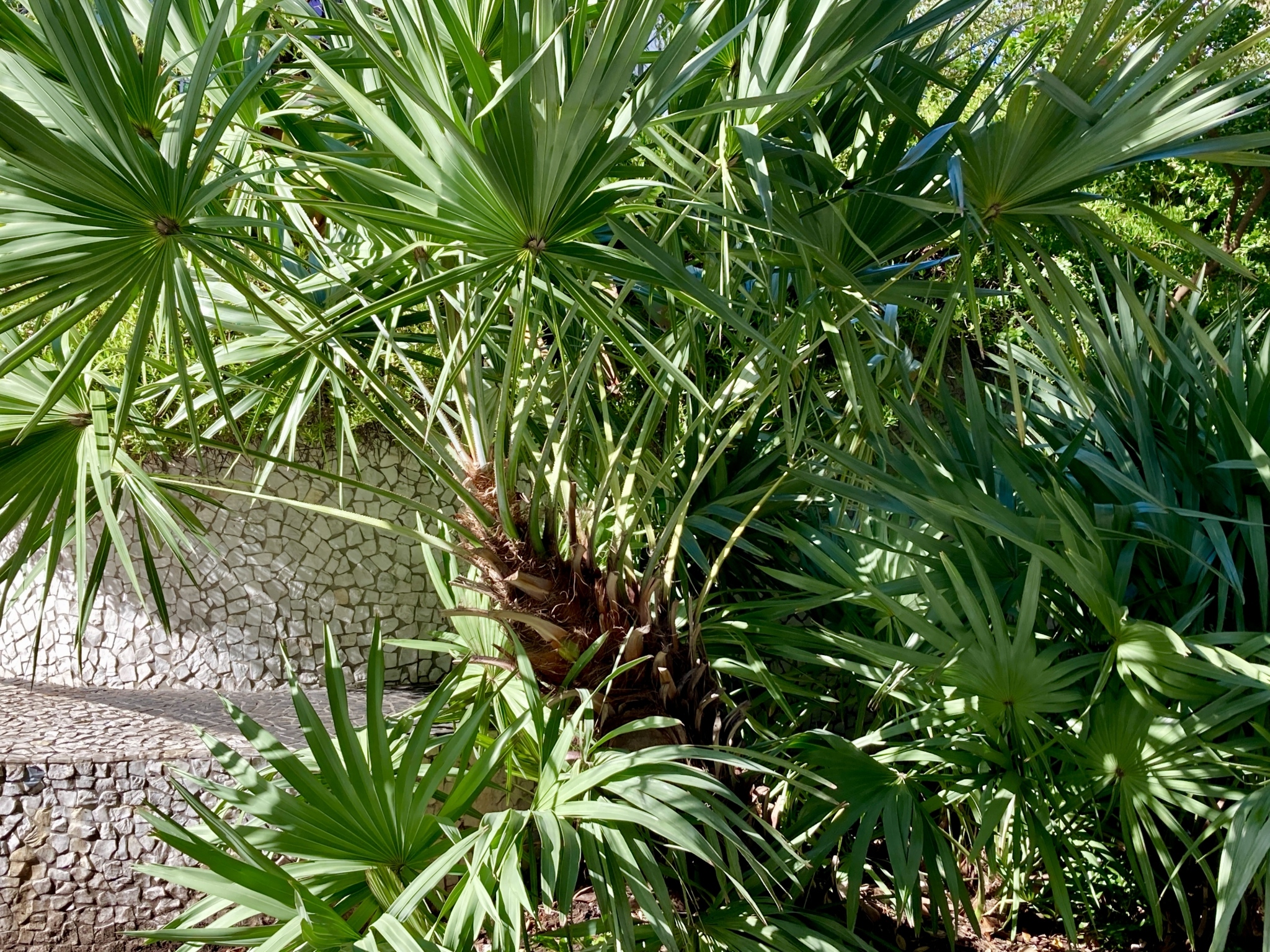 Plant Nursery Miami Plants Expertly Grown by Fairchild in Plant Nursery Miami Plants Expertly Grown by Fairchild in