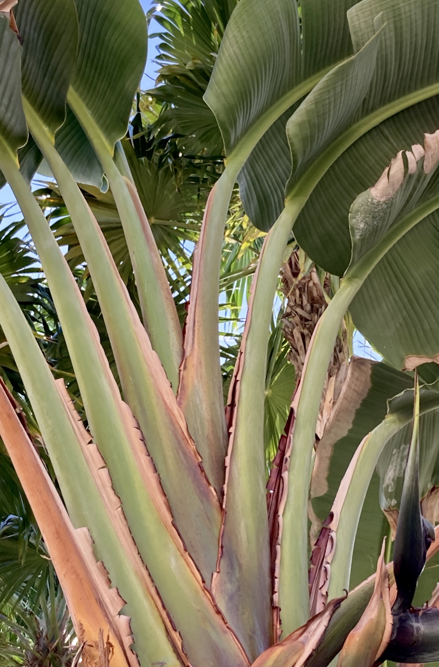 Strelitzia nicolai - Fairchild Tropical Botanic Garden