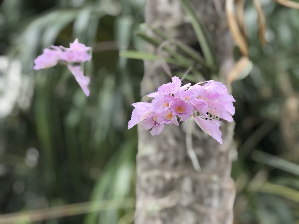 Florida Native Orchids for Sale Buy Orchids Online & at the Garden
