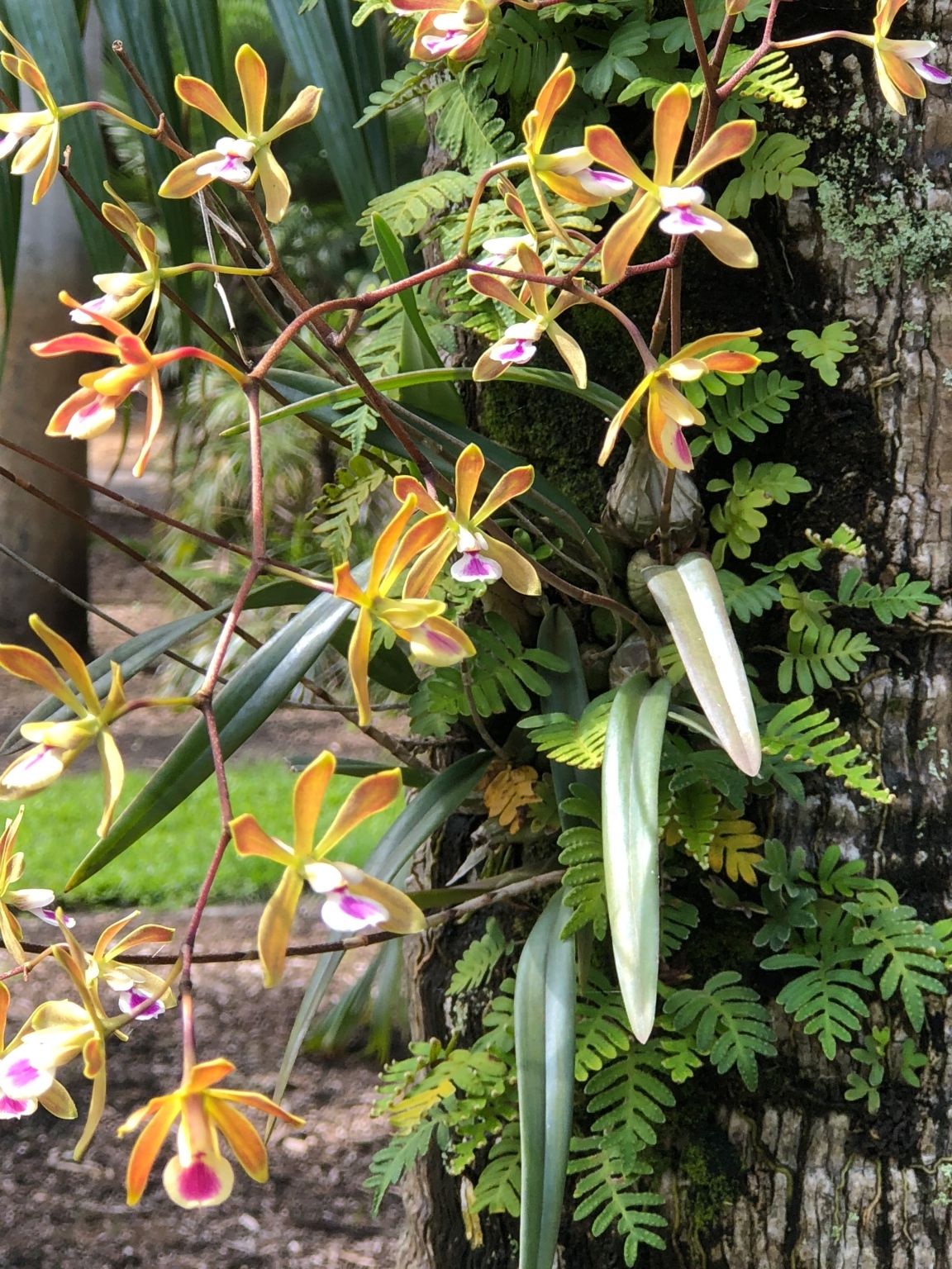 Florida Orchids How to Grow Florida's Native Orchids
