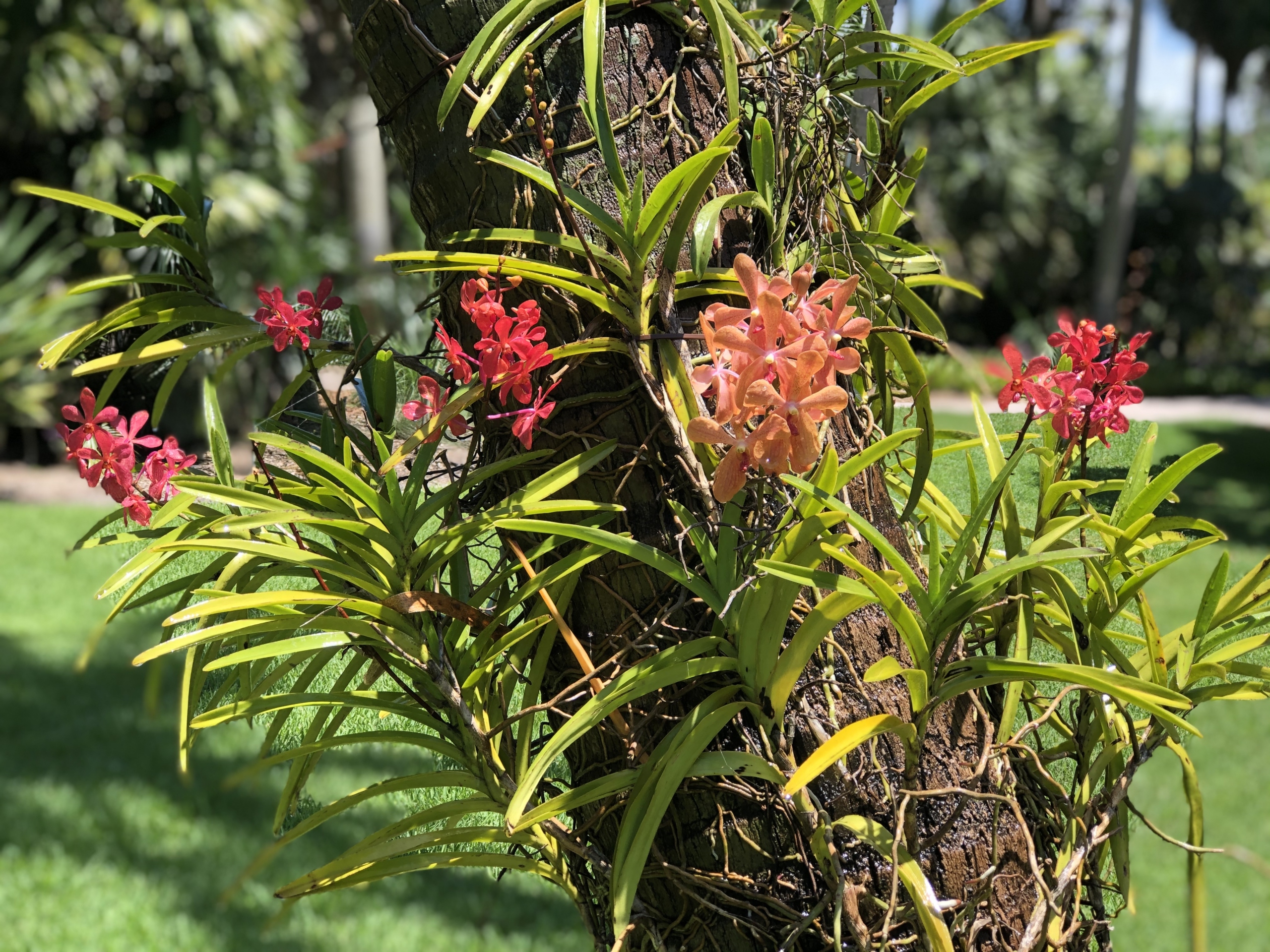 How to Attach an Orchid to a Tree  