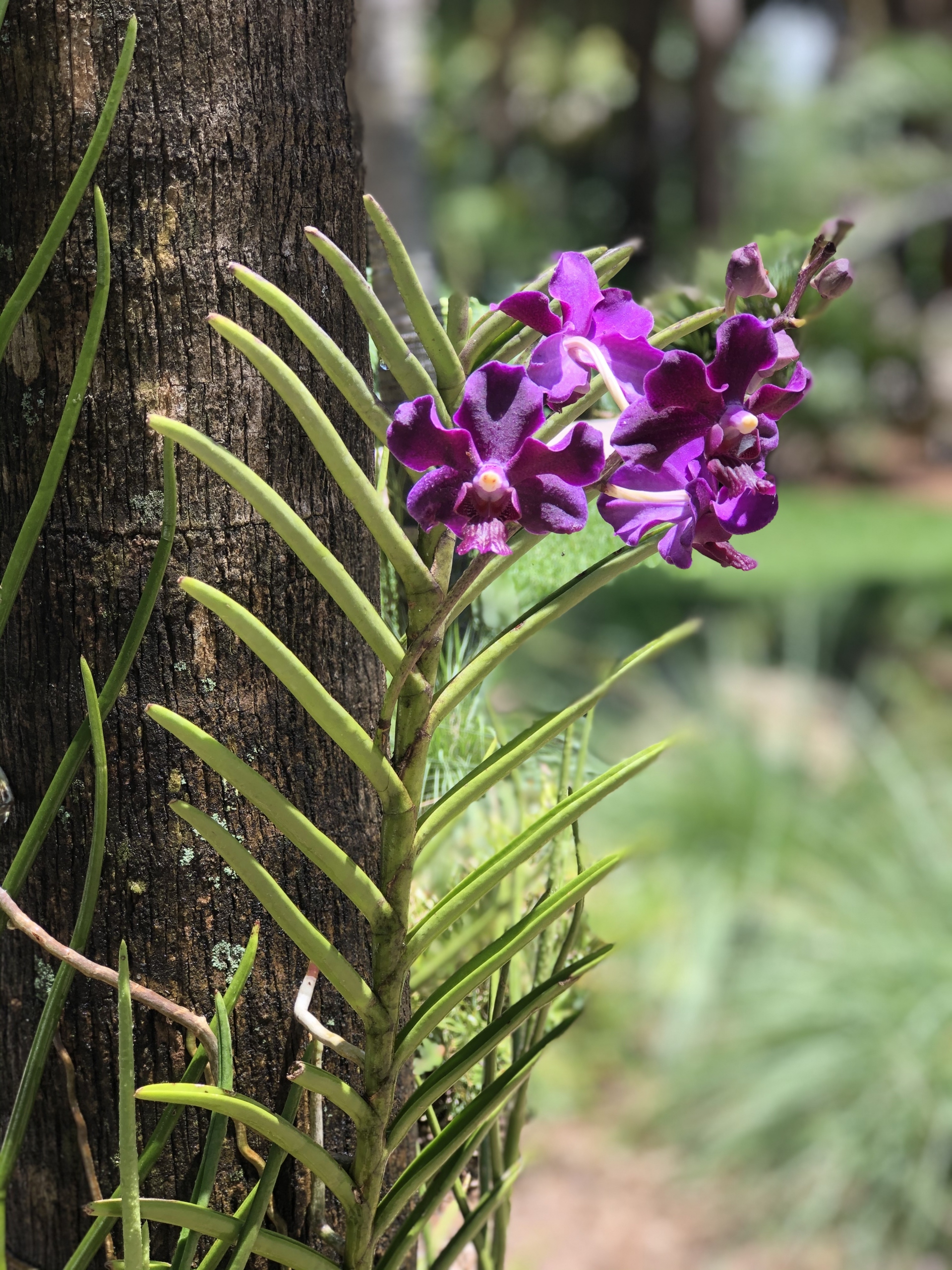 Vanda - Fairchild Tropical Botanic Garden