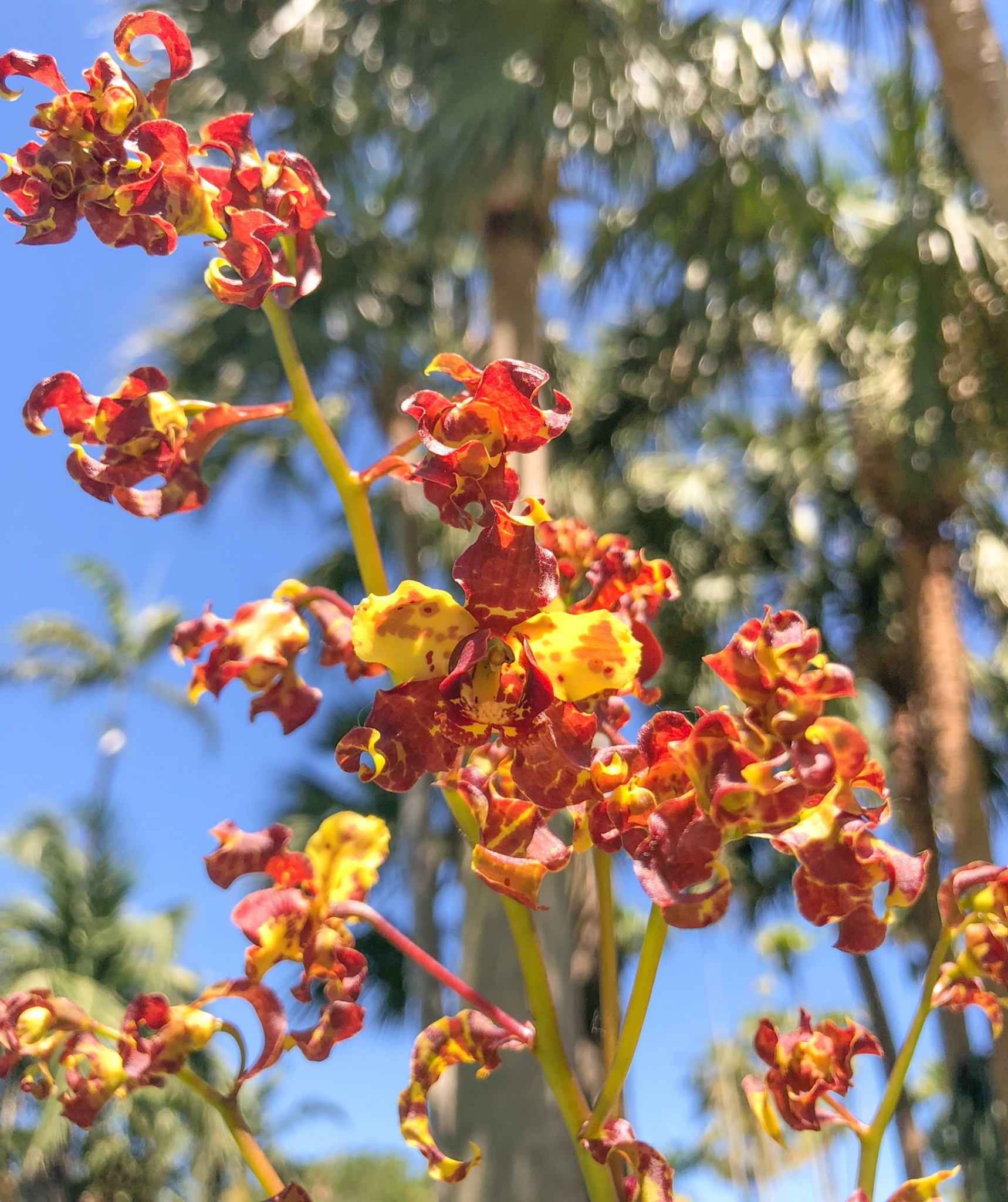 Florida Orchids | How to Grow Florida's Native Orchids