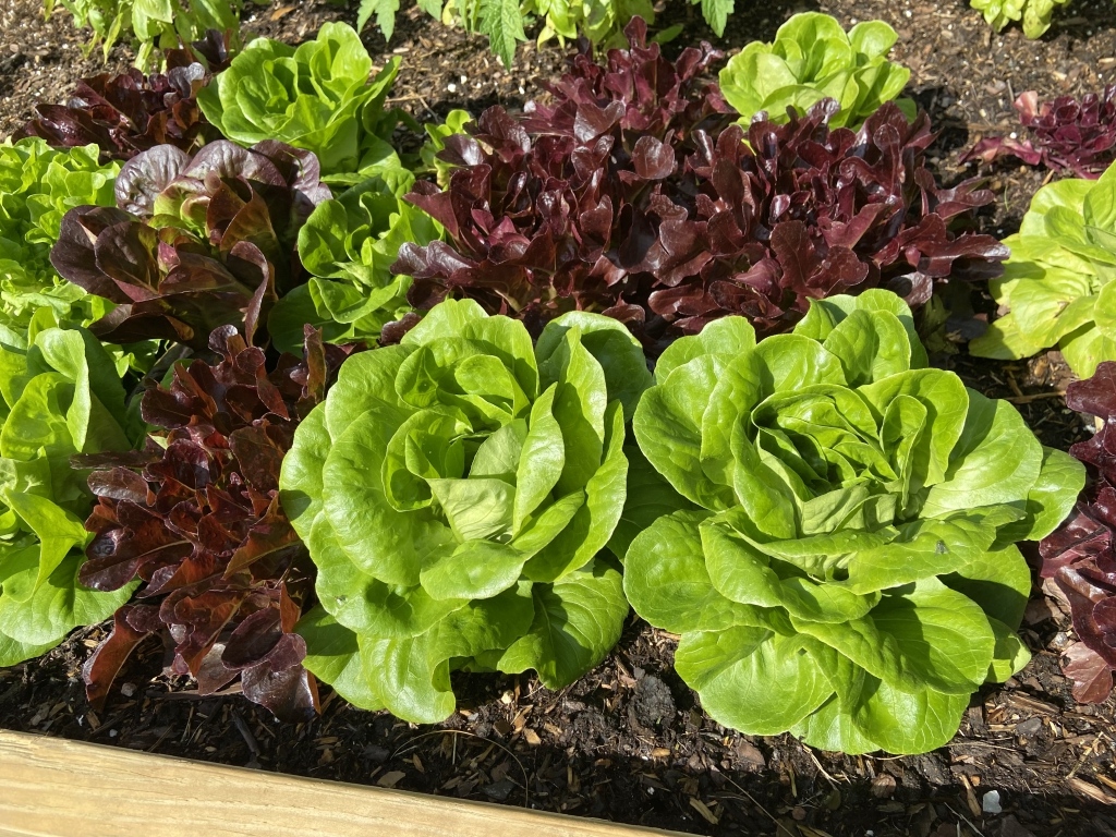 Organic Vegetable Garden - Fairchild Tropical Botanic Garden