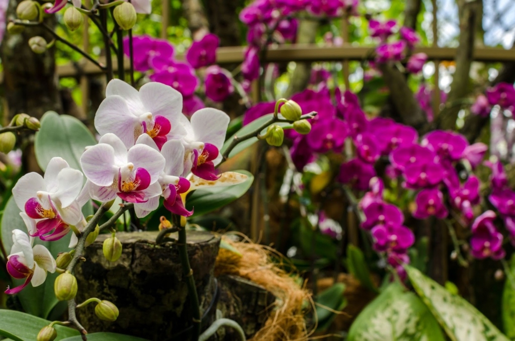 Florida Native Orchids for Sale  Buy Orchids Online & at the Garden