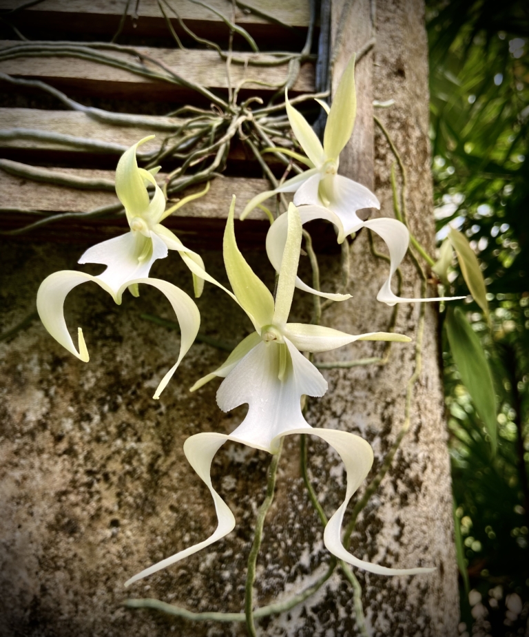 Florida Orchids Native Species Care Growing Outdoors