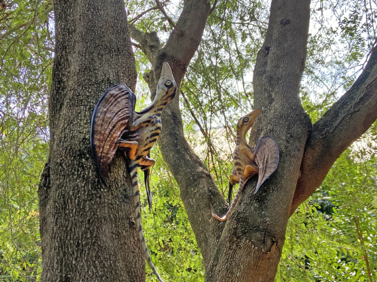 Jurassic Garden - Fairchild Tropical Botanic Garden