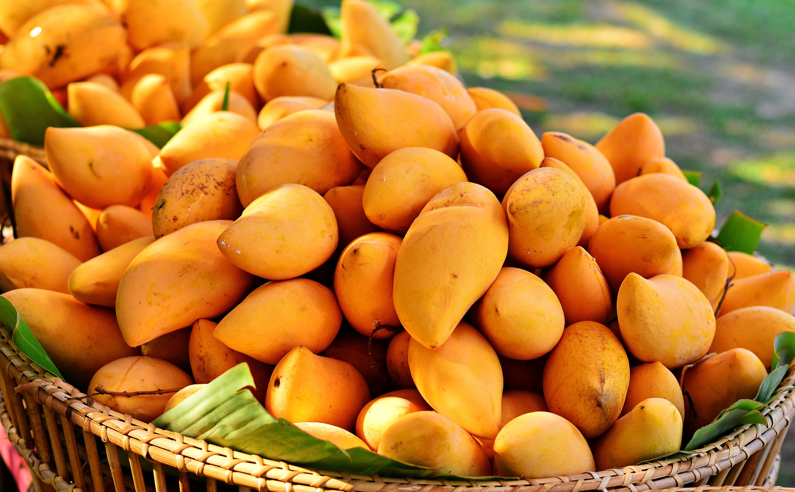 Two Types of Mixed Mango Bloom 