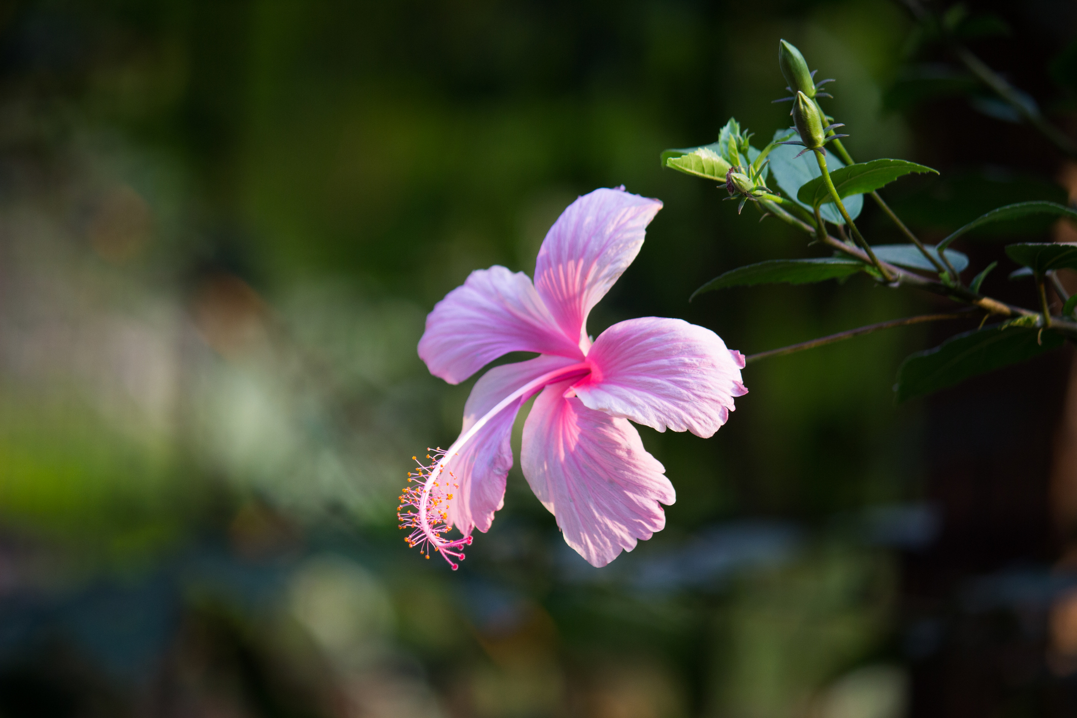 tropical plants and flowers