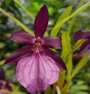 florida native terrestrial orchids