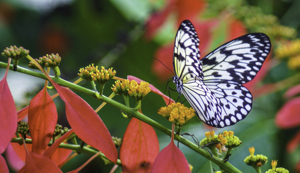 How to Attract Butterflies to Your Garden Fairchild Tropical Botanic