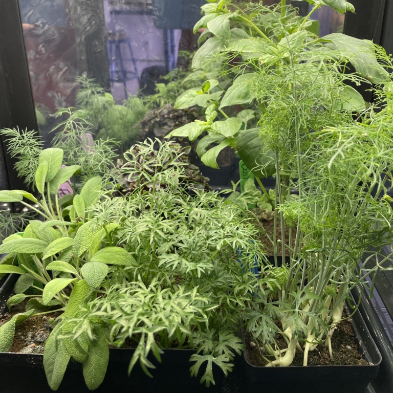 Leafy greens and herbs growing in a GBE PlantLab