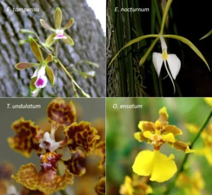 Florida Native Orchids for Sale  Buy Orchids Online & at the Garden