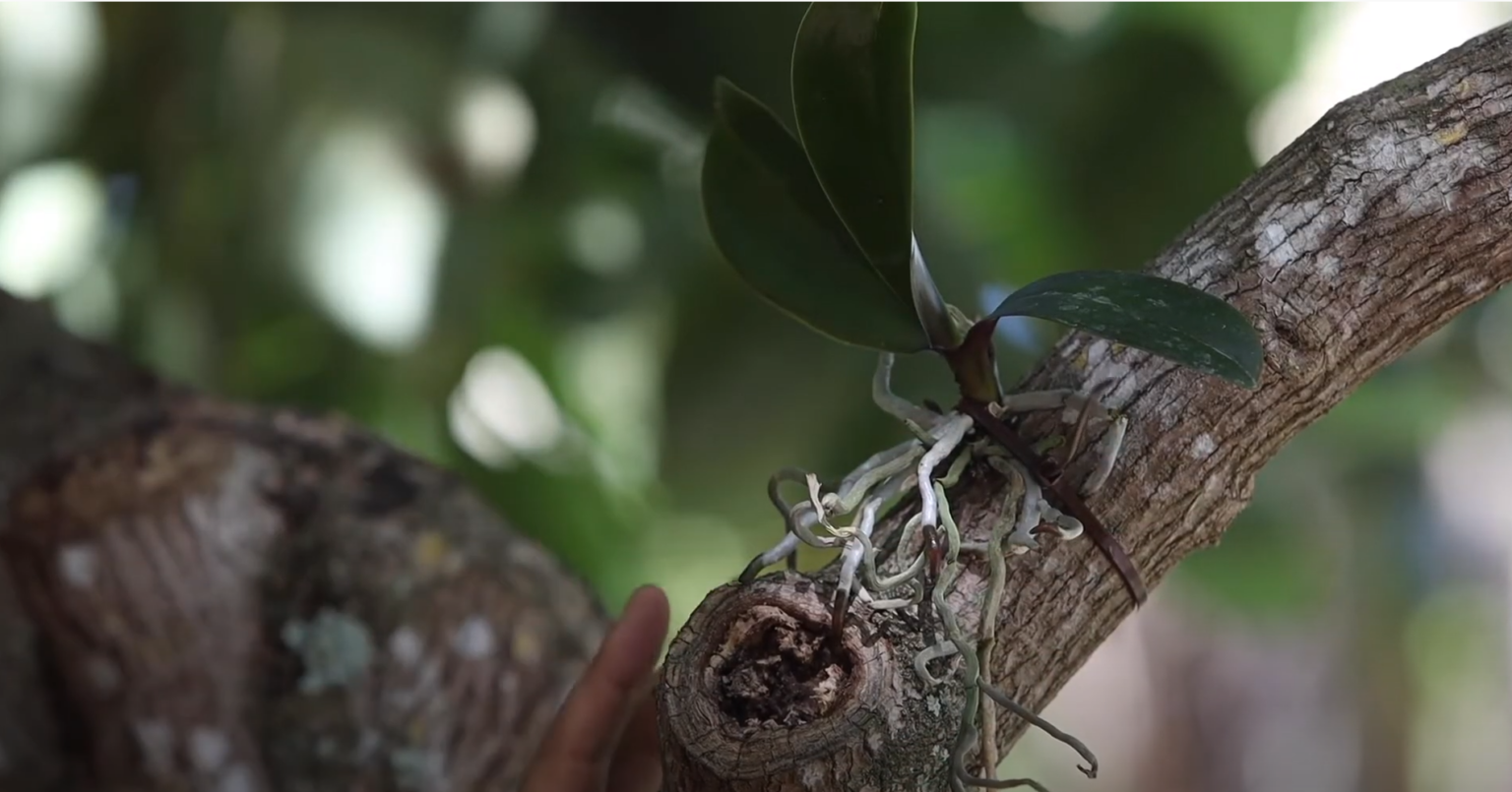 How to Grow Your Wild Orchids on Trees Tree Orchid Guide