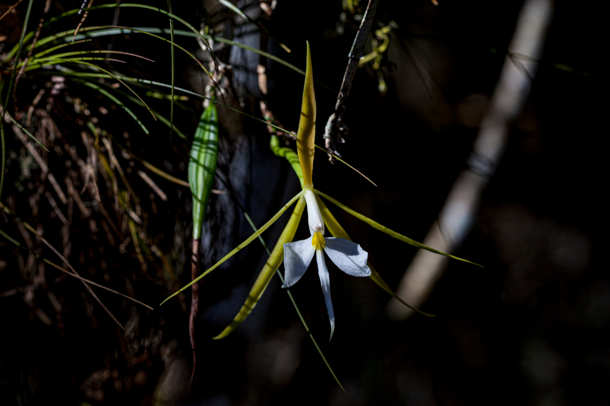 Florida Orchids | How to Grow Florida's Native Orchids