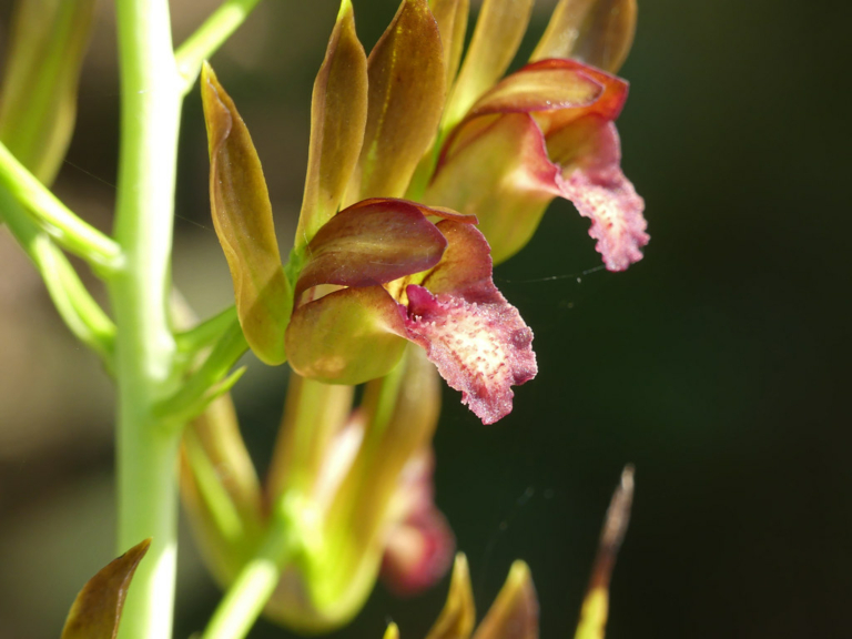 Florida Orchids How to Grow Florida's Native Orchids