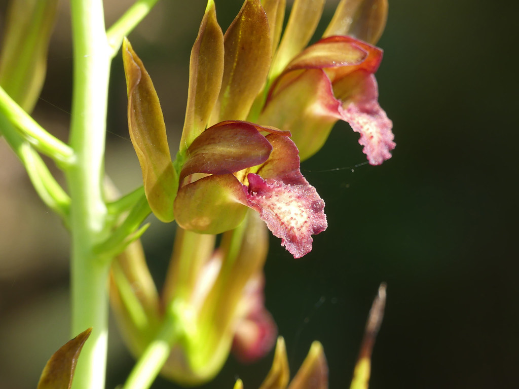 Florida Orchids | How to Grow Florida's Native Orchids