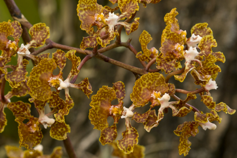 Florida Orchids How to Grow Florida's Native Orchids