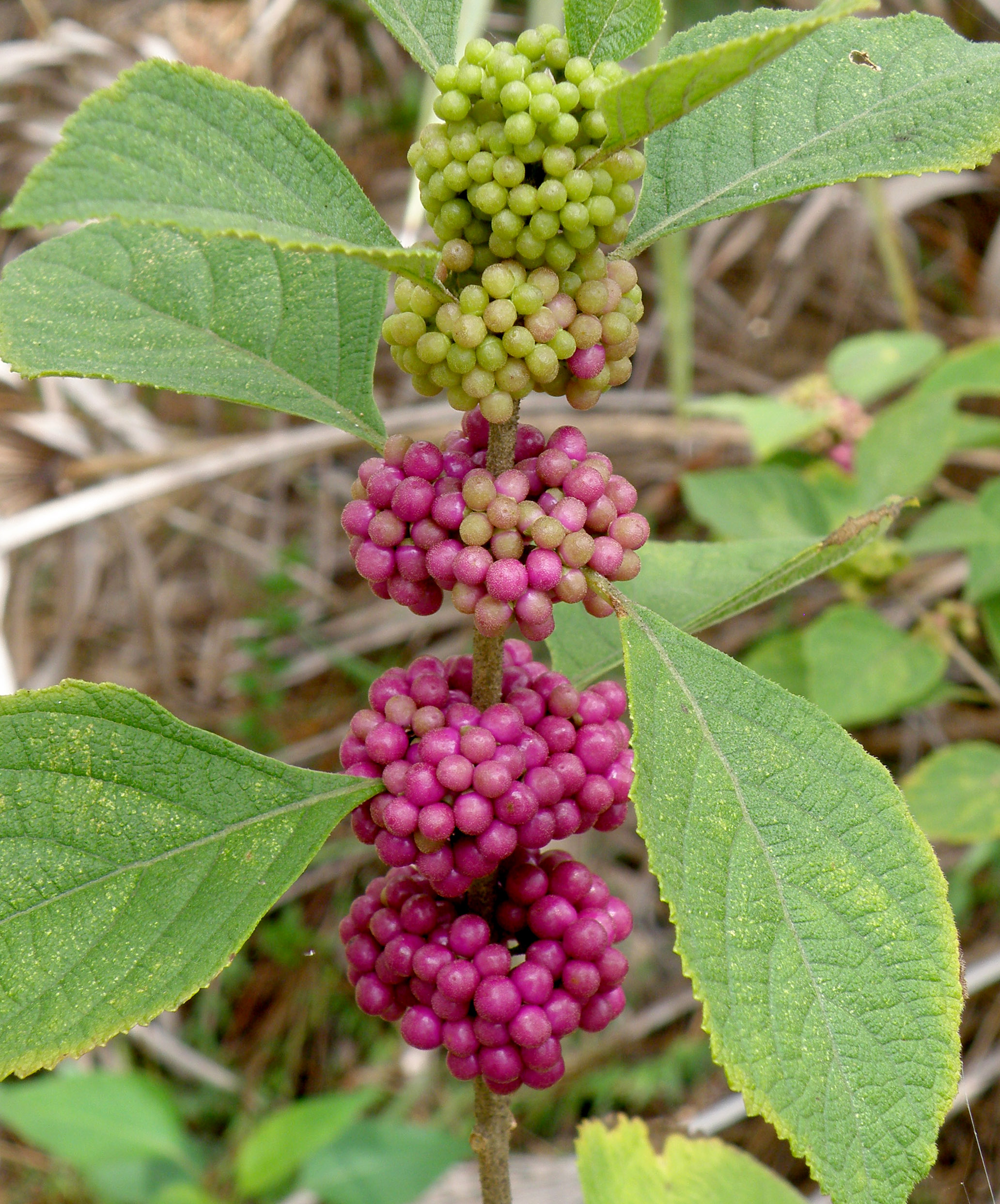 florida shrub identification guide