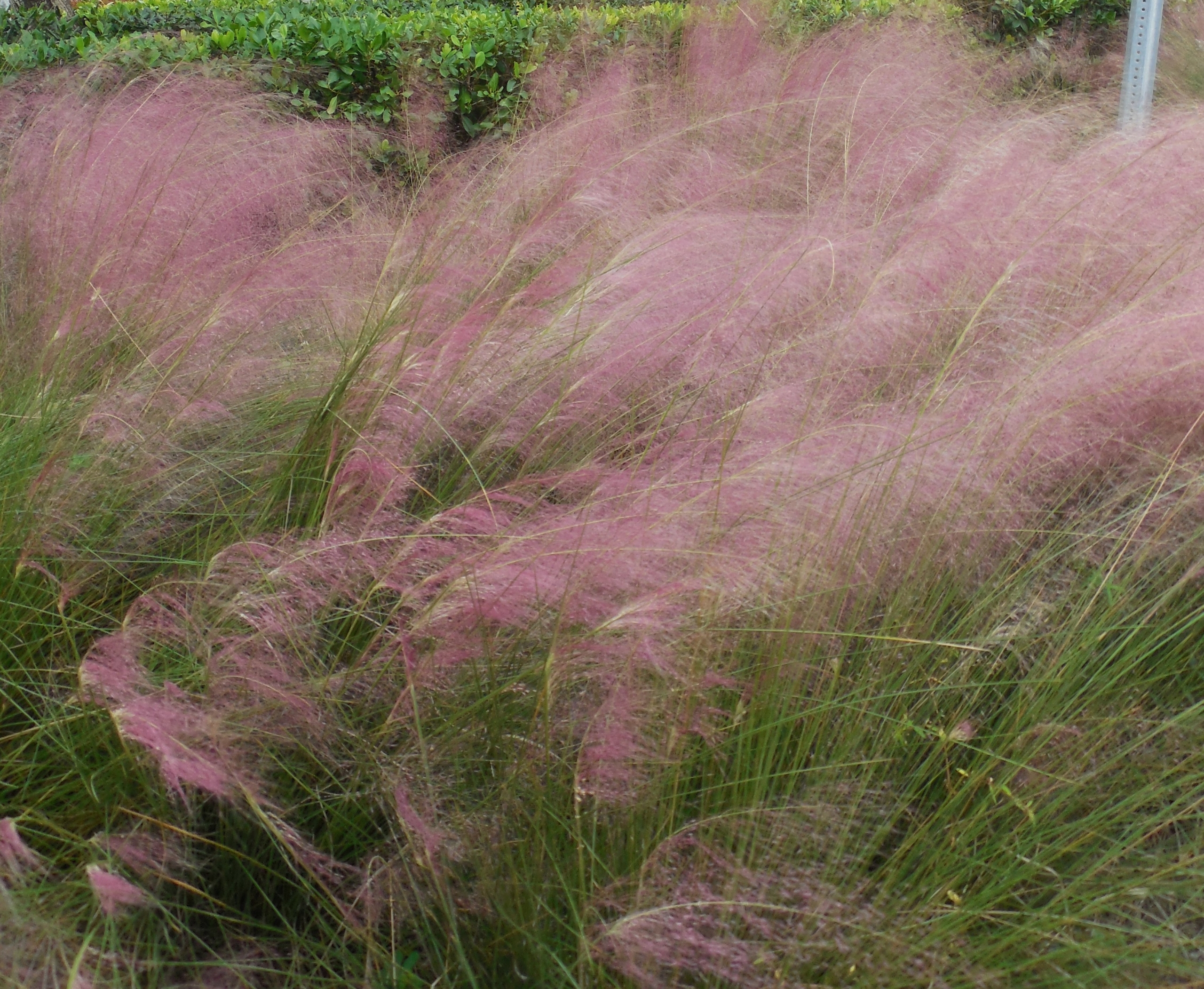 Muhlenbergia capillaris Cutler Bay 7nov16 jp (3)