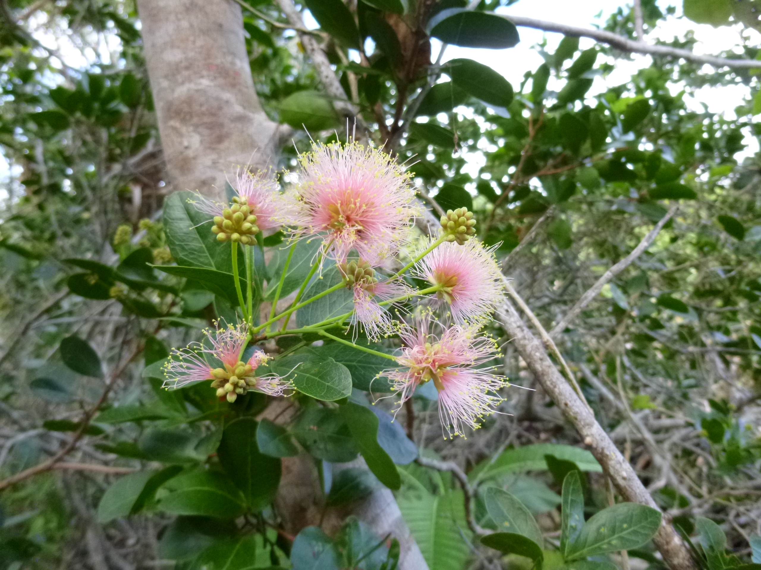 florida shrub identification guide