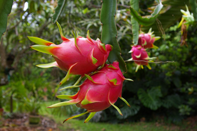 red dragon fruit tree