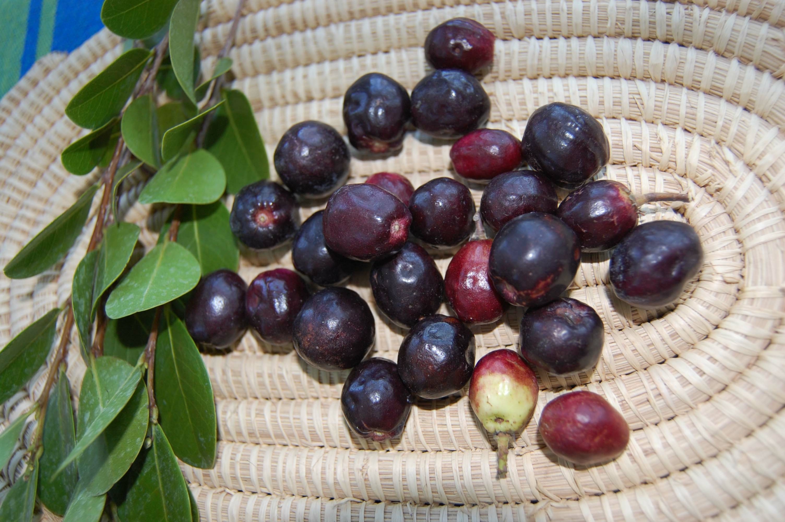 Attractive Cocoplum Provides a Tasty Fruit - Fairchild Tropical Botanic 