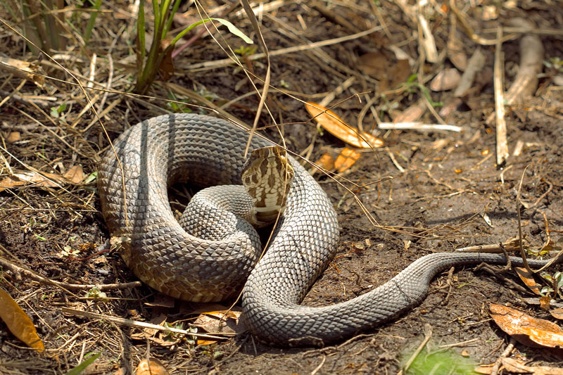 Types of Venomous Snakes, NIOSH