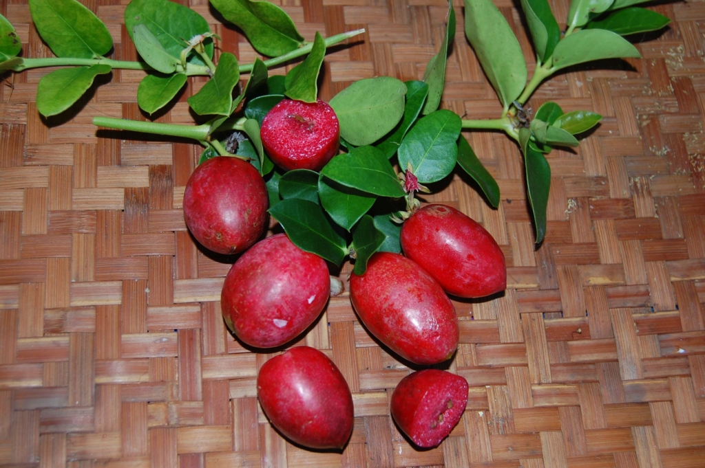 The Natal Plum Fairchild Tropical Botanic Garden