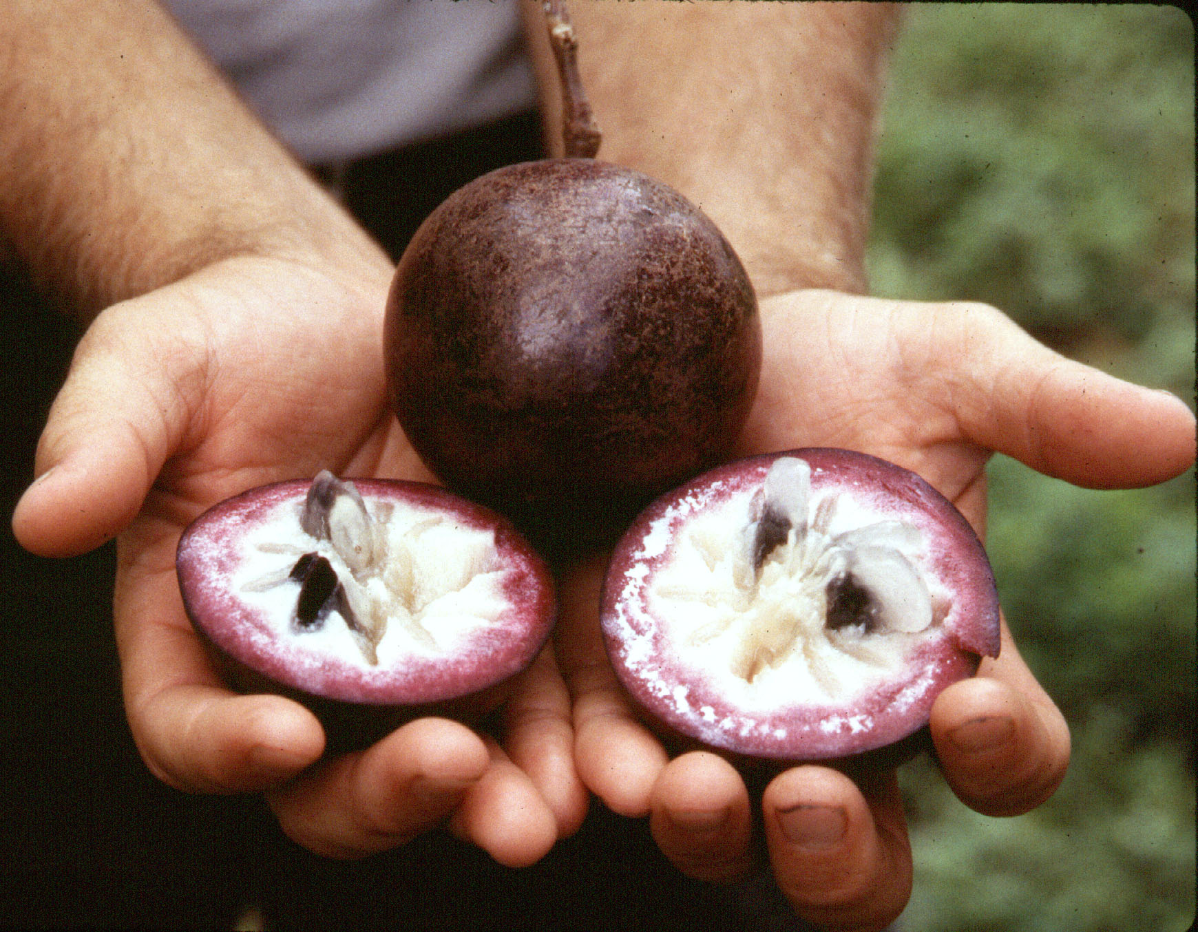 White Star Apple Fruit