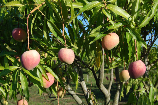 images of mango trees