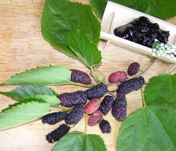 White Mulberry  Missouri Department of Conservation