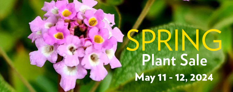 Spring-Plant-Sale
