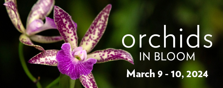 Orchids-in-Bloom