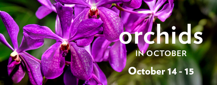 Orchids-in-October